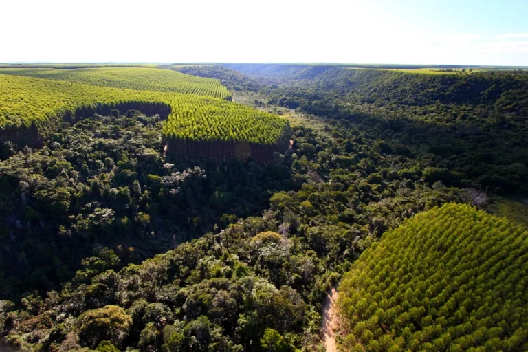 ABAF Representará Brasil na COP30: Uma Oportunidade Crucial para o Meio Ambiente Imagem do artigo