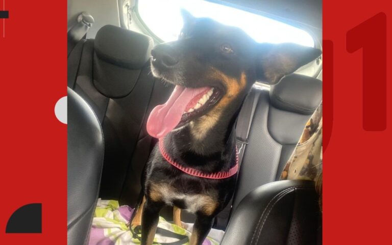 Cadela Mel: Assassinato Choca Comunidade Acadêmica na Bahia