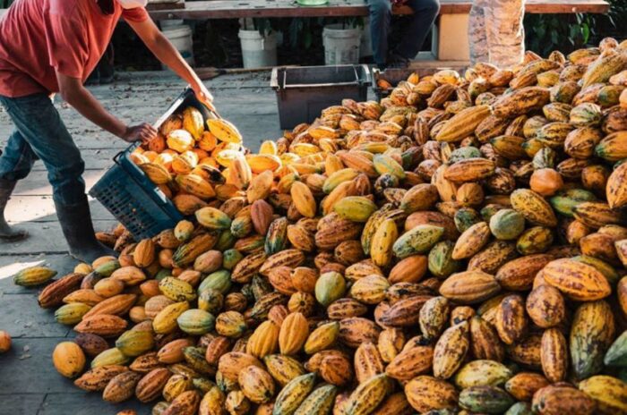 Ilhéus é Nomeada Capital Nacional da Rota do Cacau e do Chocolate Ilhéus é Nomeada Capital Nacional da Rota do Cacau e do Chocolate
