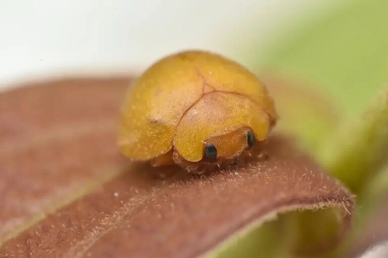 Nova Espécie de Joaninha Descoberta nas Dunas da Bahia: A Mada gregaria!