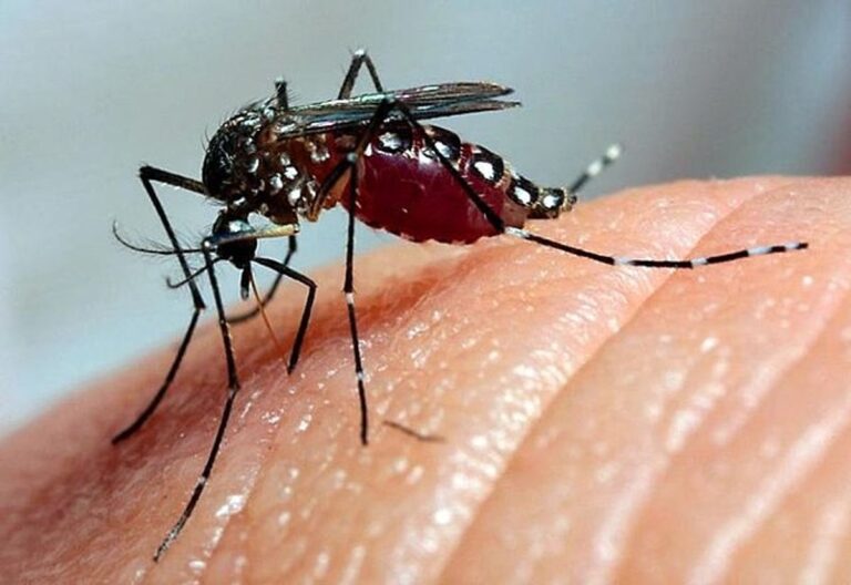 Projeções Alarmantes: Casos de Dengue no Brasil Podem Chegar a 1,8 Milhão em 2026