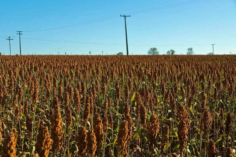 Avanço das Usinas de Etanol de Milho Impulsiona Cultivo de Sorgo no Brasil