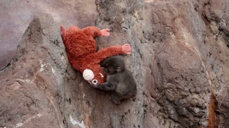 Desafio Visual: Encontre Punch, o Macaco que Viralizou nas Redes Desafio Visual: Encontre Punch, o Macaco que Viralizou nas Redes