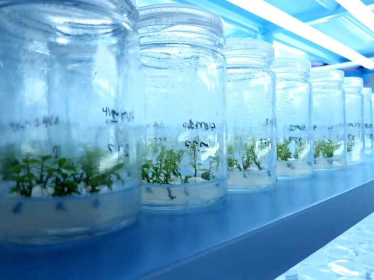 Frutas Vermelhas em Alta: O Crescimento do Cultivo na Chapada Diamantina