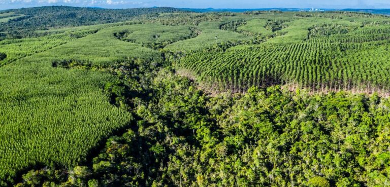 BNDES Destina R$ 200 Milhões para Plantio de Eucalipto na Bahia