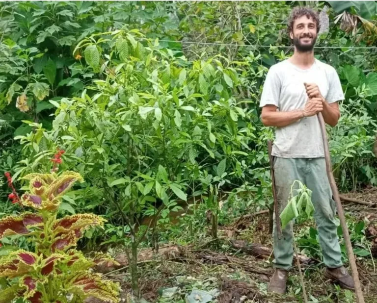 Cacau do Paraná: Inovação Agrícola e Sabor Incomparável Cacau do Paraná: Inovação Agrícola e Sabor Incomparável