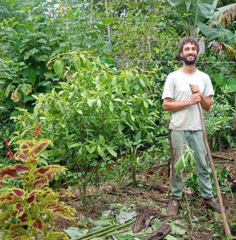 Cultivo de Cacau no Paraná: Uma Nova Fronteira no Coração da Mata Atlântica Cultivo de Cacau no Paraná: Uma Nova Fronteira no Coração da Mata Atlântica