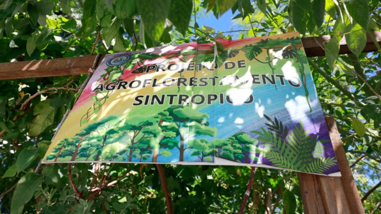 Estudantes Transformam Escola em Referência de Educação Ambiental e Agroflorestamento