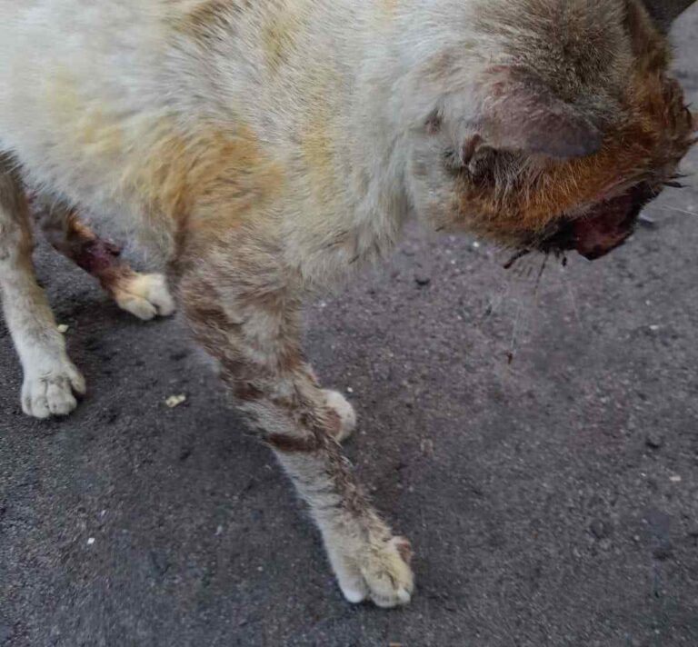 Cuidados com a Esporotricose: Quase 100 Casos Registrados na Bahia em 2026 Cuidados com a Esporotricose: Quase 100 Casos Registrados na Bahia em 2026