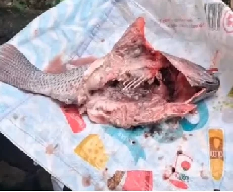 Prefeitura na Bahia enfrenta polêmica após distribuição de peixe estragado Prefeitura na Bahia enfrenta polêmica após distribuição de peixe estragado