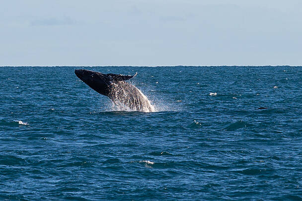 R$ 1,9 Bilhão: Impactos da Pesca e Turismo nas Unidades de Conservação de Abrolhos R$ 1,9 Bilhão: Impactos da Pesca e Turismo nas Unidades de Conservação de Abrolhos