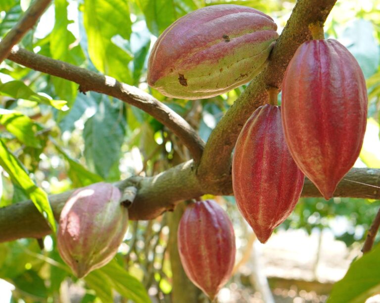 Riachão das Neves: Capacitação para Combate à Praga do Cacau Riachão das Neves: Capacitação para Combate à Praga do Cacau