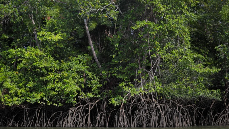 Carbono Azul: Entenda o Papel do Oceano na Regulação do Clima