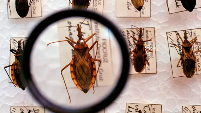 Circulação Silenciosa da Doença de Chagas em Salvador: Estudo Revela Riscos em Áreas Urbanas Vulnerá